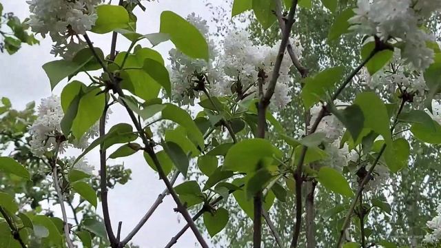 сирень в моем саду, простая и не очень... смотреть онлайн