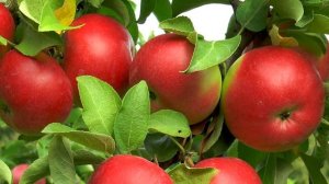 Карликовая яблоня. МИФ ИЛИ РЕАЛЬНОСТЬ?