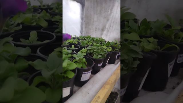 Обзор петунии и не только. итог проделанной работы.🥰 смотреть онлайн