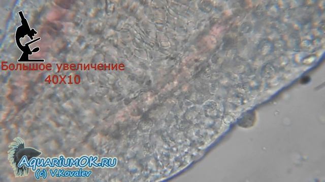 Амебиаз у золотых рыбок (amebiasis in gold fish) смотреть онлайн