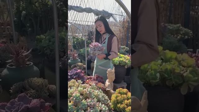 Biggest Succulents I've Ever Seen | Succulent Garden| 多肉植物 | 다육이들 | Suculentas смотреть онлайн