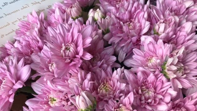 Букет из фиолетовых хризантем смотреть онлайн
