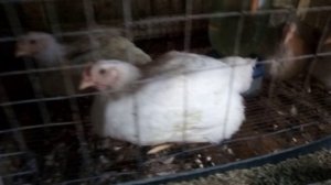 Продолжаем выращивать бройлера