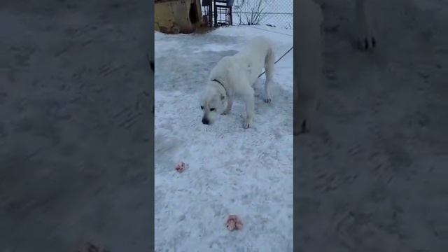 #алабай #сао 🐕 Смелый алабай или Хан подрос 🦴 смотреть онлайн