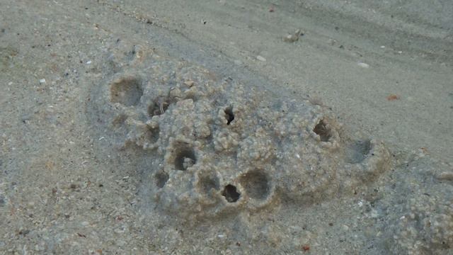 Бинтан | Крабы-солдаты строят многоквартирный дом смотреть онлайн