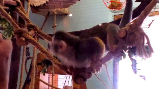 22 08 2016 зоопарк в г. Екатеринбург, террариум интересные обезьянки смотреть онлайн