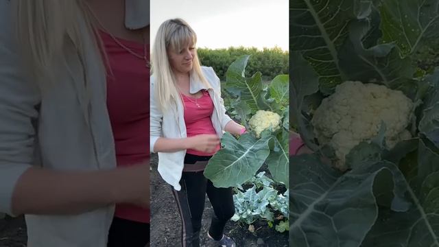 Цветная капуста и броколи смотреть онлайн