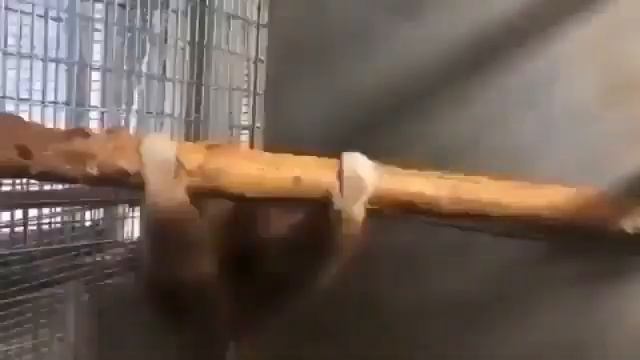 Spinning monkey star wars more смотреть онлайн