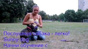 Как научить французского бульдога командам?