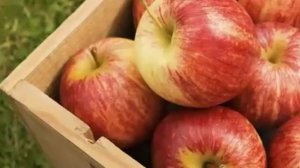 Вот как вы можете приготовить яблочный уксус у себя дома!