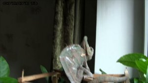 Как на самом деле хамелеон меняет цвет