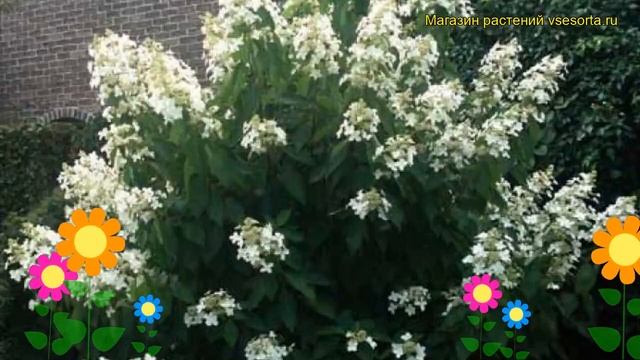 Гортензия метельчатая Левана Ков. Краткий обзор, описание hydrangea paniculata levana Levana 'Cov ' смотреть онлайн
