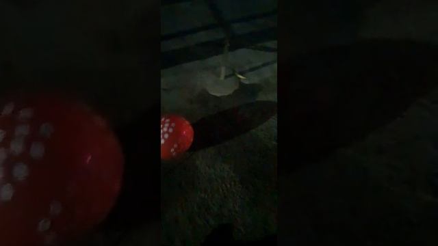 How to play with a Balloon #balloon #play #game #childhood #sweetpuppy #dog #entertainment #innocen смотреть онлайн