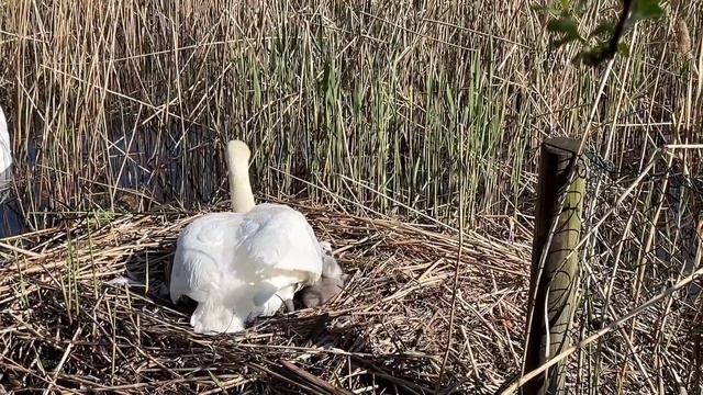 Первые три птенца в гнезде лебедей! Редкие близкие кадры. смотреть онлайн