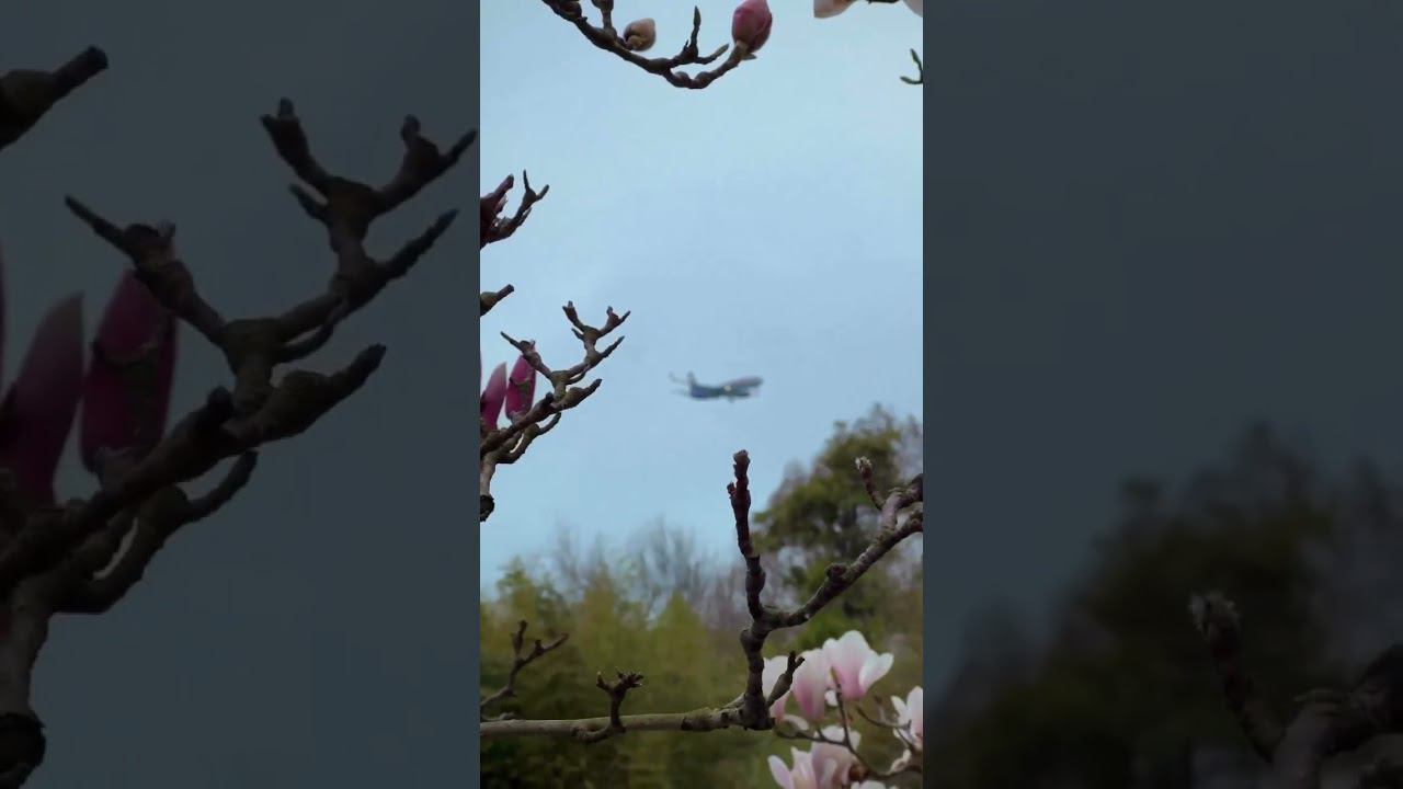 21.03.23 г. Погода Сочи. Туман в Сочи рассеялся, аэропорт курорта работает в штатном режиме #shorts смотреть онлайн