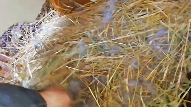 Родила крольчиха. Осмотр на 1 день. Крольчата смотреть онлайн