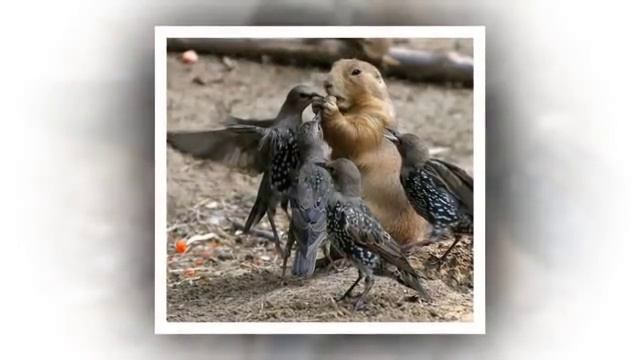 Поделись ДОБРОТОЙ! Сделай МИР добрее! смотреть онлайн