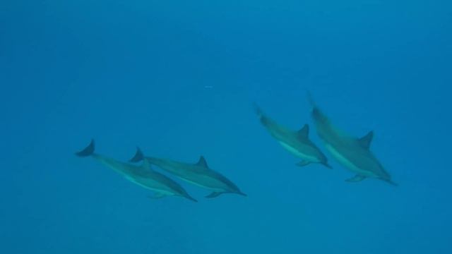 Tribute to Paulo Mattioli смотреть онлайн