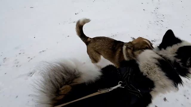 Собачья упряжка. Хаски в упряжке. Снято на GoPro 10 4K50Fps смотреть онлайн