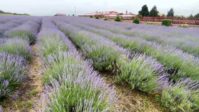 Лавандовые поля Анапы. Прованс. Лучшая фотозона смотреть онлайн