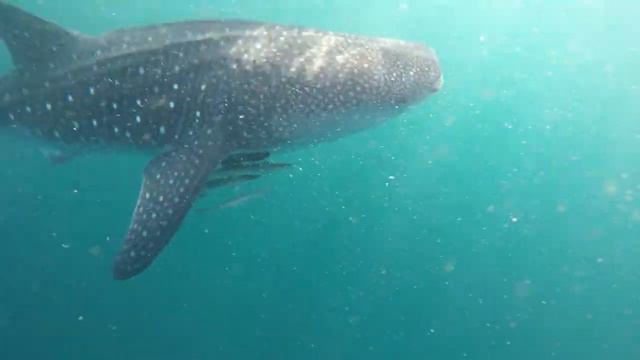 Whale sharks migration 2019 смотреть онлайн