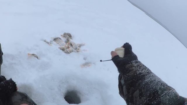 Немного о "чертике" (Техника проводки ,удильник,кивок,леска, "чертики") смотреть онлайн