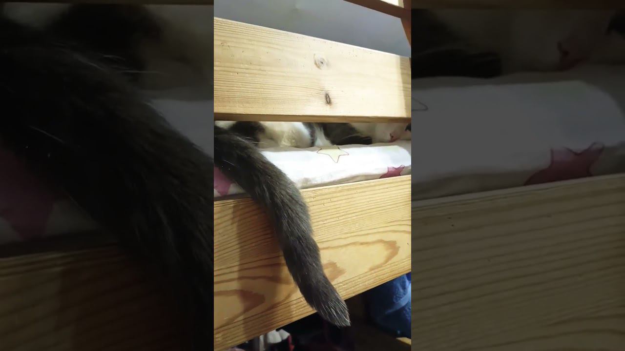 Кот и хвост. #мурзик #кот #питомец #лайк #котики #приколы #хвост #звезда смотреть онлайн
