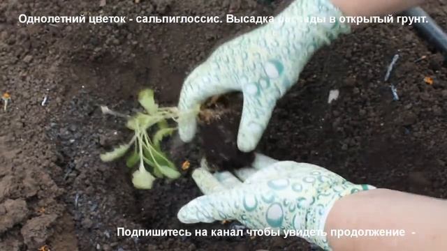 Однолетний цветок сальпиглоссис. Высаживаем рассаду в грунт. смотреть онлайн