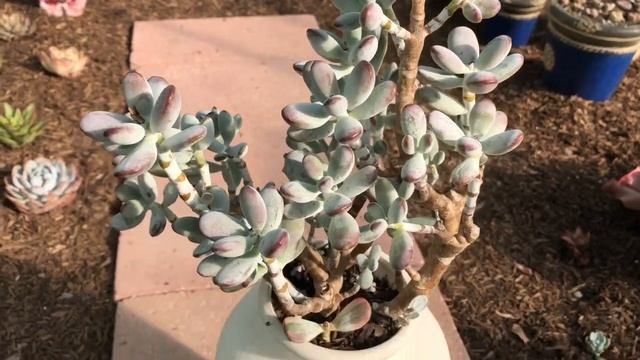 Variegated Cotyledon Orbiculata Update! смотреть онлайн