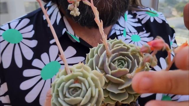 TOUR PELA COLEÇÃO DE SUCULENTAS