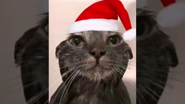 скам реп мешап астрал степ гачи мучи смотреть онлайн