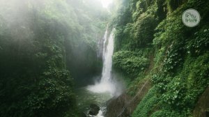 Расслабляющие звуки природы | Звуки джунглей | Успокаивающая медитация
