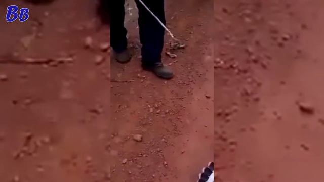 МАЛЕНЬКАЯ ЗМЕЯ ДУШИТ БОЛЬШУЮ ПТИЦУ - ЛЮДИ ПРИШЛИ НА ПОМОЩЬ смотреть онлайн