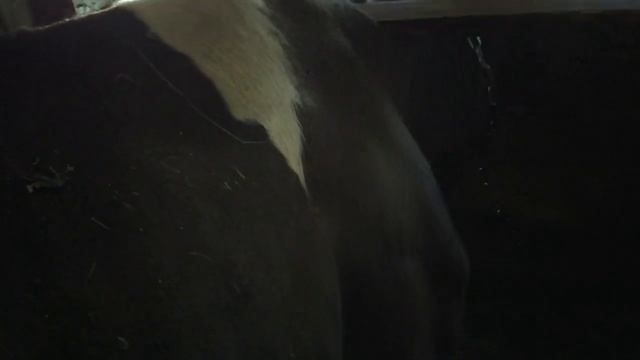 Чистые коровы без лишних хлопот. Наши орхидеи. Приморские арбузы! смотреть онлайн