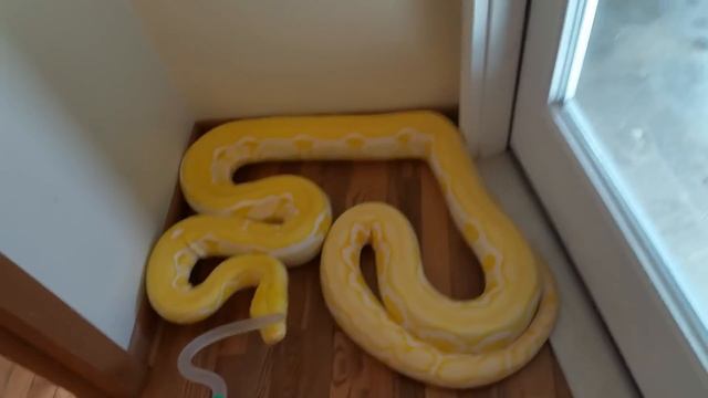 Reticulated Python handling in defense mode (zulu) смотреть онлайн