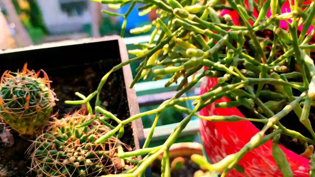 succulent Haworthia care in Indian climate in 40°C | Haworthia propagation | succulent plant care смотреть онлайн