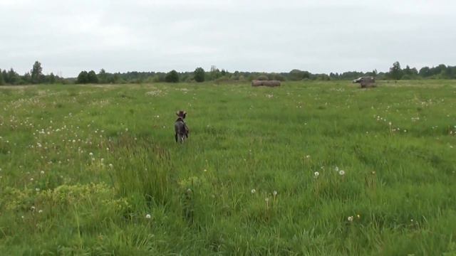 Курцхаар Ина - первое поле. смотреть онлайн