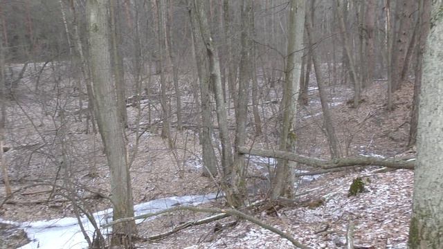 ЗИМНЯЯ ПРОГУЛКА ПО ПУЩЕ-ВОДИЦЕ: МОЩУНСКАЯ ГРИВА (08.01.2023) смотреть онлайн