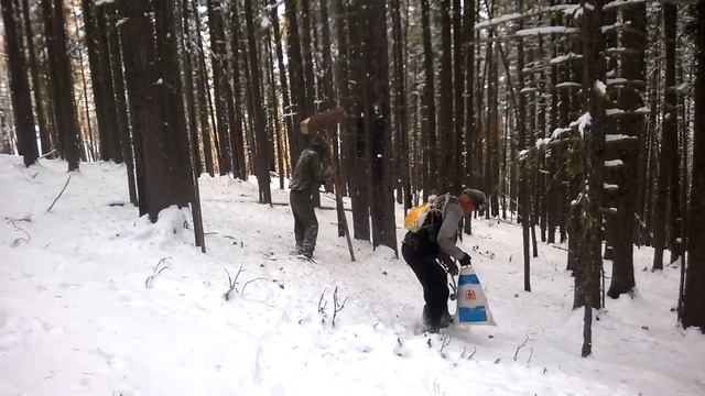 Добыча кедрового ореха в зимних условиях."Шагдуров Эрдэм" смотреть онлайн