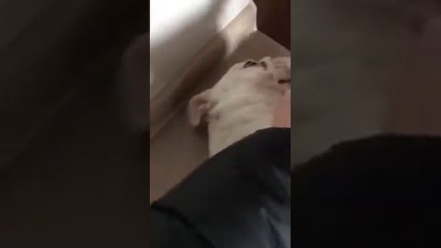 Английский бульдог. Один дома. День третий смотреть онлайн