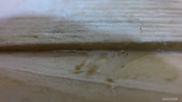 titebond против момент столяр смотреть онлайн