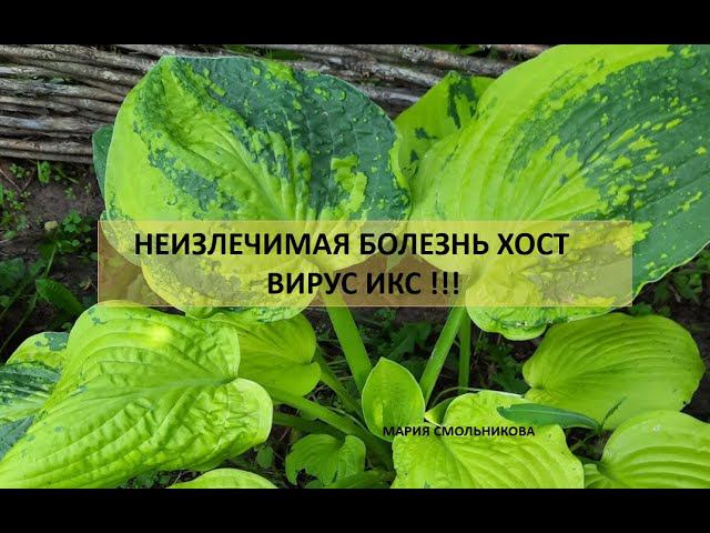 Неизлечимая болезнь хост вирус икс. смотреть онлайн