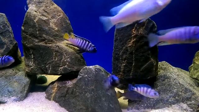 Элонгатус мпанга, брачный танец смотреть онлайн