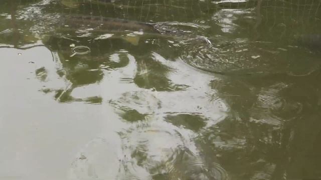 Осетровая ферма в Астрахани! Купить и поесть осетрину и чёрную икру! смотреть онлайн