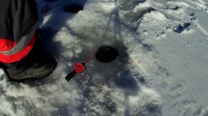 Зимняя рыбалка на Белом озере февраль #белоеозеро#рыбалка#fishing