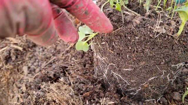 Что важно знать о грунте, в котором растёт рассада томатов, перца и другое, для обильного урожая... смотреть онлайн