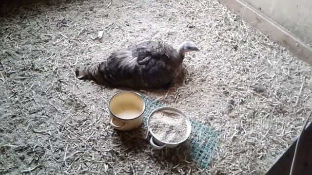 У нас ливень! индюшки сели на яйца, козы дерутся.8 августа 2019 г.