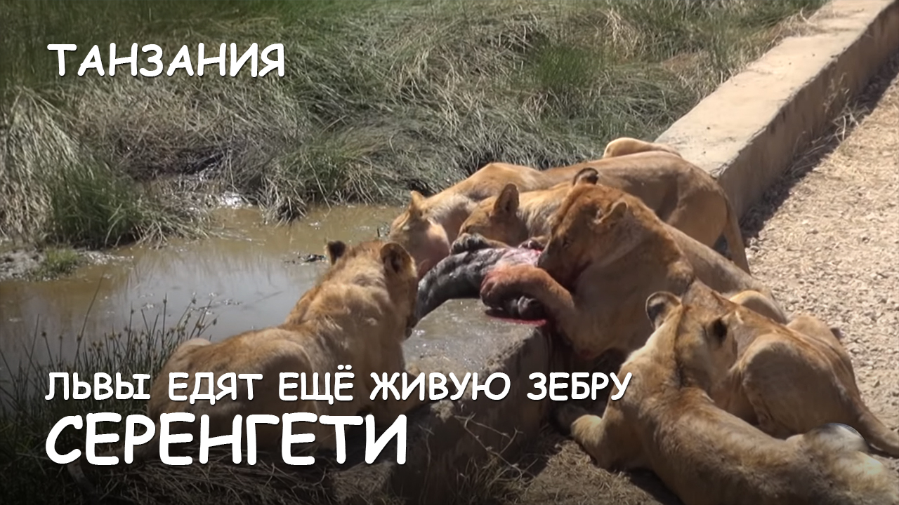 Мир Приключений - Львы едят еще живую зебру. Национальный парк Серенгети. Танзания. смотреть онлайн