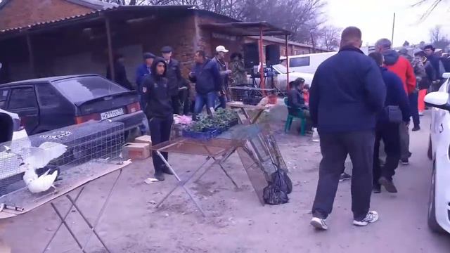 Ярмарка г. Кропоткин 25.04.2021 Цены / Птичий рынок смотреть онлайн