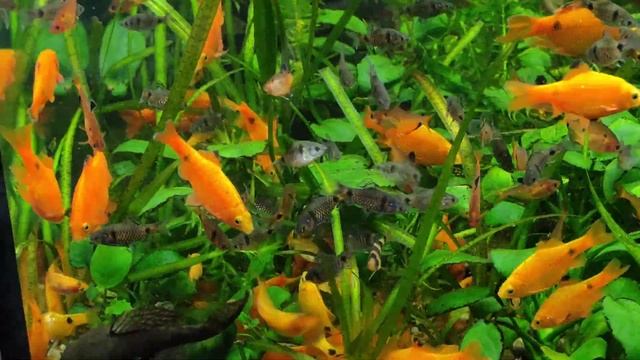 ? Рибки Барбуси #水族館 #aquarium #youtube #Аквариум #Минор смотреть онлайн